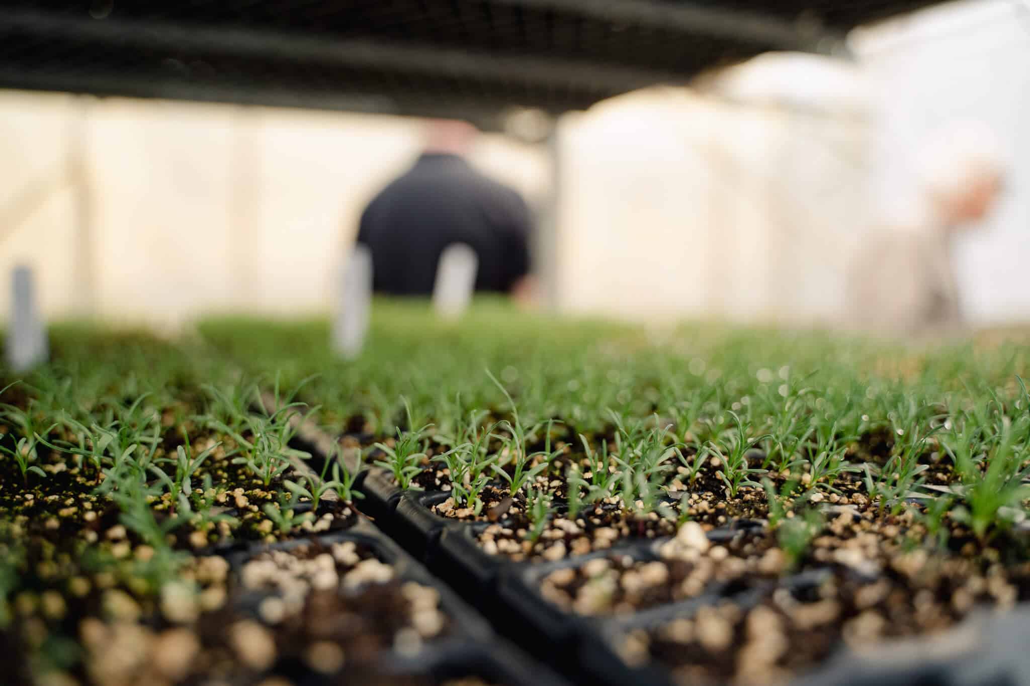 Quality Plants & Delivery Arbor Valley Nursery